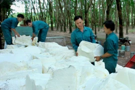 Thu hoạch mủ cao su tại Nông trường cao su Tân Lợi, Bình Phước. (Ảnh: Đình Huệ/TTXVN)