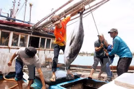 Ngư dân đánh bắt cá ngừ đại dương. (Ảnh: TTXVN)