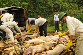 Đình chỉ mua bán, vận chuyển, giết mổ gia súc tại các vùng có dịch