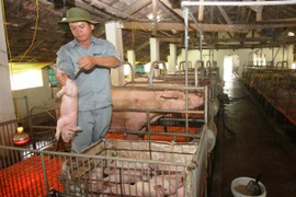 Chăm sóc lợn giống tại Trung tâm giống vật nuôi Phú Yên. (Ảnh: Vũ Sinh/TTXVN)