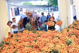 Thu mua vải thiều tại huyện Thanh Hà. (Ảnh: Vũ Sinh/TTXVN)