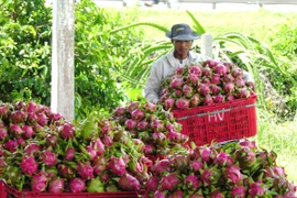 Thu hoạch thanh long ở Bình Thuận. (Ảnh: Nguyễn Thanh/TTXVN)