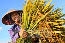 Niềm vui được mùa của người nông dân. (Ảnh: Trung Kiên/TTXVN)