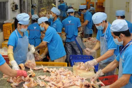 Phân loại sản phẩm thịt gà cung cấp ra thị trường. (Ảnh: An Hiếu/TTXVN)