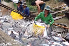 Thu hoạch cá tra tại Vĩnh Long. (Ảnh: Vũ Sinh/TTXVN)