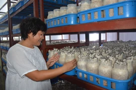 Bà Huệ luôn ấp ủ một mong muốn đó là tạo ra những cây nấm sạch, chất lượng và có giá trị dinh dưỡng cao phục vụ bữa ăn cho người Việt. (Ảnh: Thanh Tâm/Vietnam+)