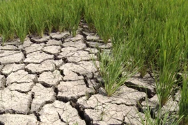 Khô hạn khiến chân ruộng nứt toác. (Ảnh: Hoài Nam/TTXVN)