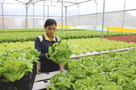 Trồng rau trong nhà kính ở Lâm Đồng. (Ảnh: Nguyễn Dũng/TTXVN)
