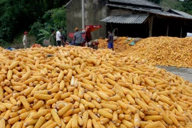 Từ 2015, Việt Nam sẽ bắt đầu sản xuất cây trồng biến đổi gen