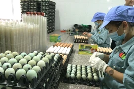 Dán nhãn mác cho sản phẩm trứng gà xanh thương hiệu Dabaco. (Ảnh: Thanh Tâm/Vietnam+)