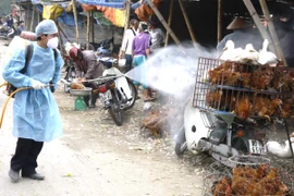 Phun thuốc khử trùng tiêu độc khu vực buôn bán gia cầm tại chợ Hà Vĩ (Hà Nội). (Ảnh: Đình Huệ/TTXVN)