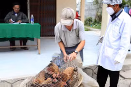 Ảnh minh họa. (Nguồn: Trần Lê Lâm/TTXVN)