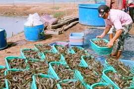 Phòng, chống dịch bệnh và kiểm soát chất lượng vật tư trên tôm nuôi