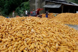 Cấp giấy chứng nhận an toàn sinh học cho sản phẩm ngô biến đổi gen