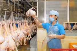 Đóng gói sản phẩm thịt gà để cung cấp ra thị trường. (Ảnh: An Hiếu/TTXVN)