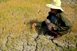 Hạn hán khiến ruộng đất khô cằn, nhiều diện tích lúa hư hại. (Ảnh: Hoài Nam/TTXVN)