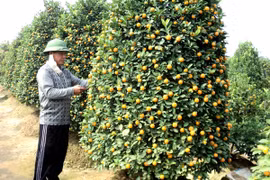 Những cây quất cảnh to, lâu năm thường được các cơ quan, doanh nghiệp đặt mua. (Ảnh: Thanh Tâm/Vietnam+)