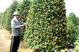 Những cây quất cảnh to, lâu năm thường được các cơ quan, doanh nghiệp đặt mua. (Ảnh: Thanh Tâm/Vietnam+)