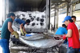 Thu mua cá ngừ đại dương ở Khánh Hòa. (Ảnh: Nguyên Lý/TTXVN)