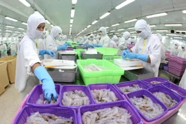 Chế biến sản phẩm tôm phục vụ xuất khẩu. (Ảnh: Huy Hùng/TTXVN)