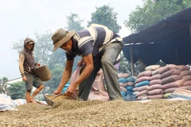 Giá trị xuất khẩu nông, lâm, thủy sản đồng loạt giảm trong tháng 11