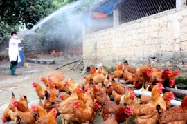 Phòng chống dịch cúm, các chủng virus cúm gia cầm lây sang người 
