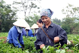 Thu hoạch chè ở Thái Nguyên. (Ảnh: Thái Bình/TTXVN)