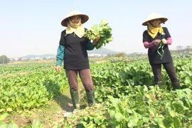 Nông dân thu hoạch rau trồng theo tiêu chuẩn VietGAP tại Bắc Giang. (Ảnh: Thanh Tâm/Vietnam+)