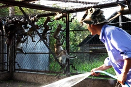 Giám sát chặt nhập khẩu động vật hoang dã ngăn ngừa dịch Ebola 