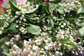 Hoa bưởi có giá dao động từ 100.000-250.000 đồng/kg. (Ảnh: Thanh Tâm/Vietnam+)