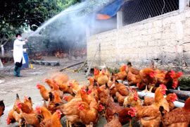 Phun thuốc khử trùng tại các trang trại nuôi gia cầm ở huyện Hiệp Hòa. (Ảnh: Đình Huệ/TTXVN)