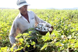 Ảnh minh họa: Nông dân thu hoạch bông vải. (Nguồn: Thế Lập/TTXVN)
