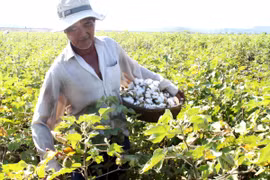 Ảnh minh họa: Nông dân thu hoạch bông vải. (Nguồn: Thế Lập/TTXVN)