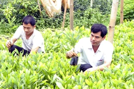 Ảnh minh họa. (Nguồn: Quang Quyết/TTXVN)