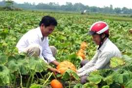 Người dân thu hoạch bí đỏ. (Ảnh: Sỹ Thắng/TTXVN)