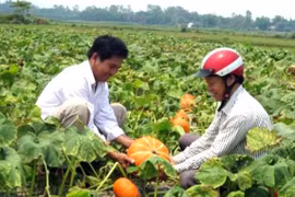 Người dân thu hoạch bí đỏ. (Ảnh: Sỹ Thắng/TTXVN)
