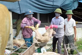 Ảnh minh họa: Lực lượng chức năng kiểm đếm và đưa lợn bị bệnh đi tiêu hủy ở Hà Tĩnh. (Ảnh: Công Tường/TTXVN)