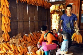 Ngô biến đổi gen đầu tiên được cấp chứng nhận an toàn sinh học