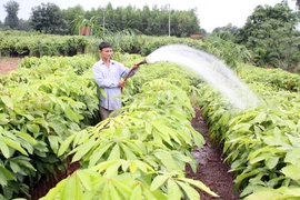 Phát động “Tết trồng cây” nhân dịp xuân Ất Mùi năm 2015 