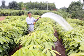 Phát động “Tết trồng cây” nhân dịp xuân Ất Mùi năm 2015 