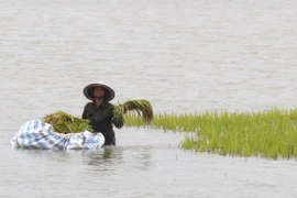 Nông dân thu hoạch lúa chạy lũ. (Ảnh: Nguyễn Trọng Lịch/TTXVN)