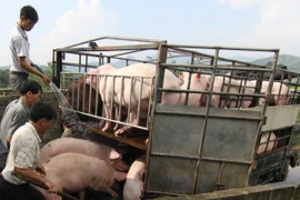 Cung cấp lợn thương phẩm cho thị trường. (Ảnh: Vũ Sinh/TTXVN)