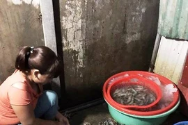 Cơ sở kinh doanh bị bắt quả tang đang bơm tạp chất vào tôm tại chợ đầu mối phía Nam (Hoàng Mai-Hà Nội. (Ảnh: PV/Vietnam+)