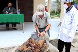 Ảnh minh họa. (Nguồn: Trần Lê Lâm/TTXVN)