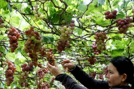 Ảnh minh họa. (Đình Huệ/TTXVN)