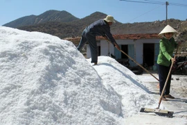 Diêm dân khu vực phía Nam mất lãi vì giá muối giảm nhẹ 