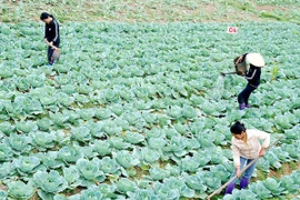 Tập trung sản xuất đảm bảo nguồn cung dịp Tết Nguyên đán