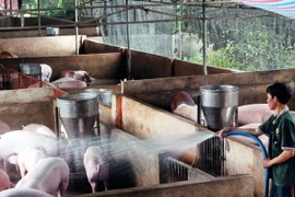 Ngành chăn nuôi: Không chạy theo số lượng để tránh được mùa mất giá