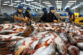 Chế biến cá tra phục vụ xuất khẩu. (Ảnh: Huy Hùng/TTXVN)