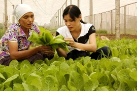 Kiểm tra chất lượng rau trước khi mang ra thị trường tiêu thụ. (Ảnh: Minh Đông/TTXVN)